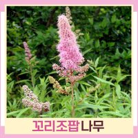 조팝나무 묘목 꼬리조팝 키60cm(분) 5개