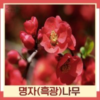 명자나무 묘목 흑광 키80cm 3개