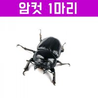 왕사슴벌레 암컷 42~45mm (크기선택가능)