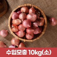 수입모충 샬롯 작은양파 10KG(작은사이즈)