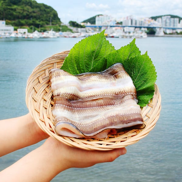 통영 바다장어 1KG 손질후 750g 아나고 아나고회 붕장어 장어구이 손질장어