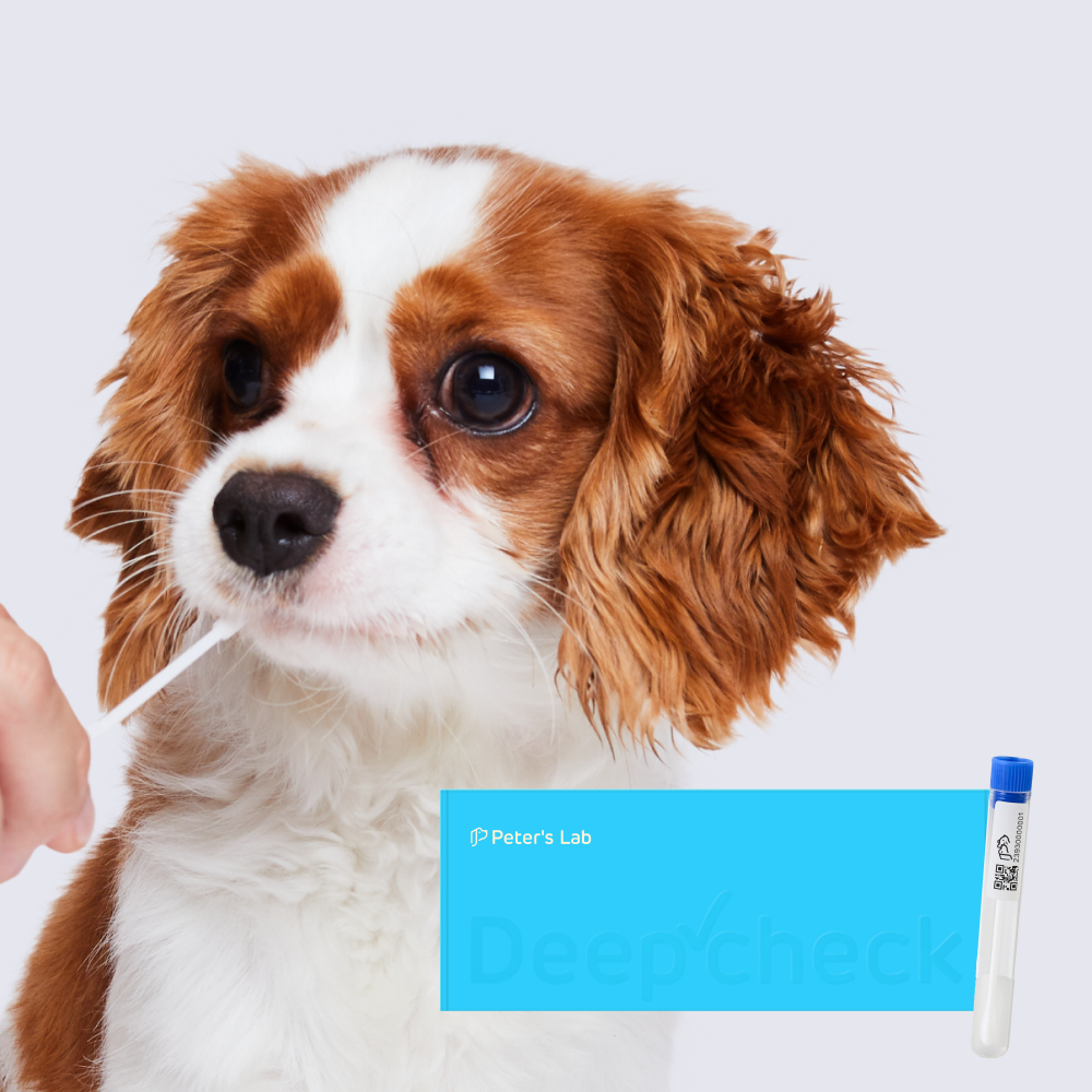 펫키트 강아지 건강검진 키트