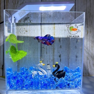 베타 어항 풀세트 백조의 호수 피규어 새우 미니 수족관 마리모 물고기 구피키우기