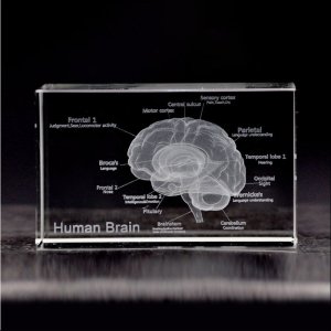 D 인체 해부학 모델 문진 에칭 뇌 스탈 유리 큐브 마인드 신경학 생각 스톤오브제