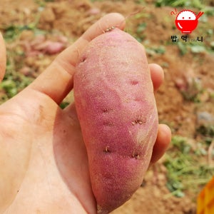 해남고구마 꿀밤고구마 베니하루카 황토 고구마 호풍미 세척 비세척2kg 3kg 5kg 10kg