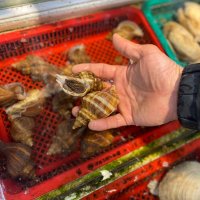 살아있네 밀고동1kg 제철 한철 바다 갯 고동 대숙 [반여농수산물도매]