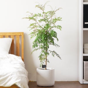 그레빌레아 그레빌리아 감성 플랜테리어 공기청정식물 실내 카페 커피숍 스튜디오 화분키우기