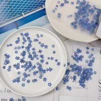 미니 Myosotis Sylvatica 드라이 플라워 엠보싱 식물 표본 DIY 네일 향상 휴