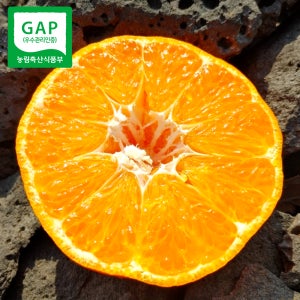 [농장직송] 제주 노지 레드향 5kg 10kg