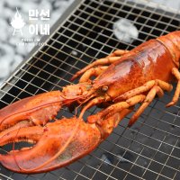 분위기업 랍스터 랍스타 시세 회 버터구이 홈쇼핑 꼬리1마리 부채새우 갯가재 자이언트킹