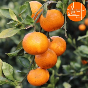 [산지직송] 제주 유기농 감귤 귤 밀감 노지 5kg 10kg (고당도)