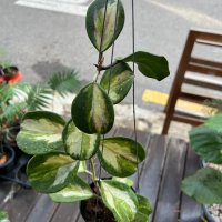 호야 오보바타 바리에가타(Hoya Obovata Variegata) / 동일상품