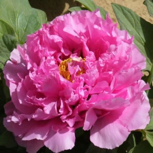 [충북농원] 고급 수입 목단 (숙근) - 01. 부귀만탕/3지/흙털이