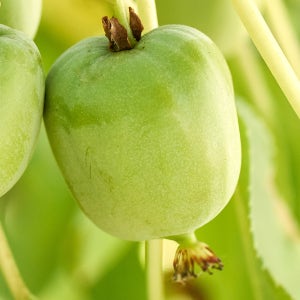 [할인상품] 일세다래 다래나무 묘목 - 삽목/1년생/포트묘