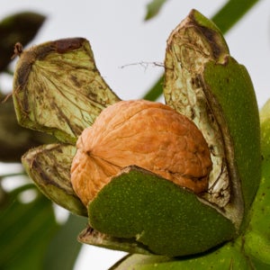 [충북농원] 185 왜성호두 호두나무 묘목 - 1~2년생/접목묘/실생묘