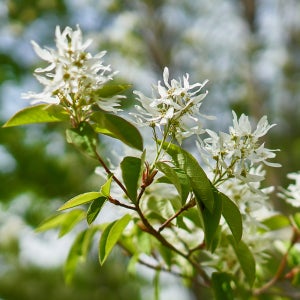 [충북농원] 이팝나무 묘목 - R3~R4/분묘 (용달비별도)