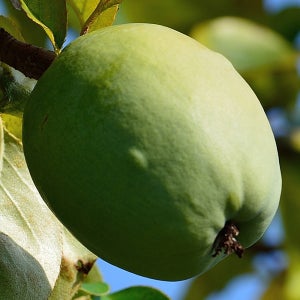 충북농원 대실모과 모과나무 묘목 - R6 분묘 (용달비별도)