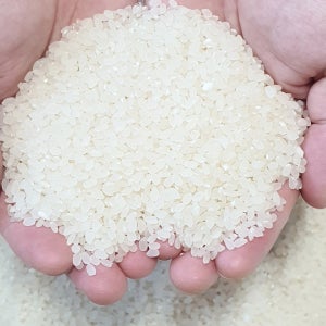 강화섬쌀 2025년 직접 농사지은 강화 쌀 5kg 10kg