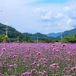 버들마편초 최저가 가성비상품