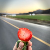 (예약구매)산지직송 설향딸기 1kg 베이커리 생딸기 체험