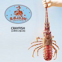 호주 사나이 크레이 피쉬 스파이니 랍스터 491~610g