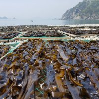 거제도 자연산 갯닦기 돌미역 산모미역