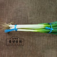 국내산 대파 10단 진도 강원도 부산대파 대파열단 10Kg