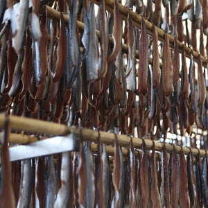 꽁치과메기 위생지 포장 /10마리 20마리 포항 구룡포 극한직업 생생정보 과메기 전문점