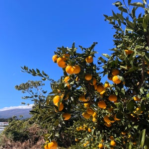 농부형제 제주 서귀포 고당도 위미 노지 감귤 산지직송 5kg 10kg