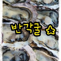 반만 까진 굴, ufeff통영 하프쉘굴.통영 하프쉘. 하프 굴.반각굴.굴회.모임에 분위기내기좋은 굴.굴찜.굴구이.싱싱한 통영굴