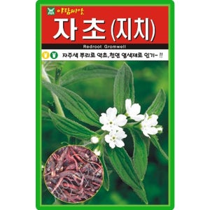 아람종묘 자초 씨앗 500립 재래종 지치 자초씨 약초 종자