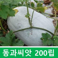 동과 씨앗 겨울 수박 동아 씨 식물 열매 종자 동과자 차 (20 X10봉)