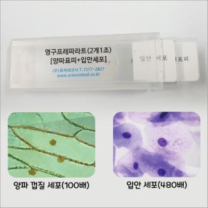 양파 표피세포 입안 상피세포 영구 프레파라트