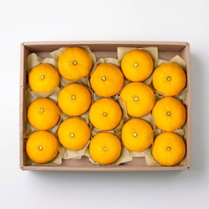 황금향 가정용 만감류 제주 서귀포 산지직송 4.5kg 2.5kg 1.5kg