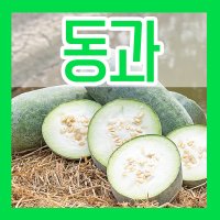 동과 씨앗 30립 동아박 동아호박 종자 씨 파종