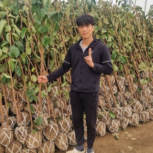 대봉 감나무 묘목 3년생 분묘 중묘