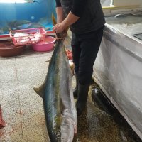 제주도 수협어시장 자연산 제주 대방어 방어회 택배