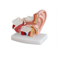 귀 단면 인체 모형 해부학 이비인후과 교육 보조 자료 대학교 병원 실습 교구