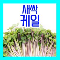 새싹 케일 씨앗 30g 새싹케일씨 새싹채소씨 종자 키우기