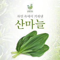 테벡 고랭지 산마늘 명이나물 1Kg