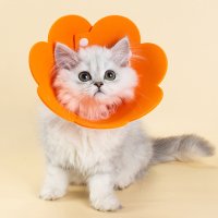 강아지 고양이 애견 넥카라 중성화 깔대기 EVA 초경량 XS/오렌지