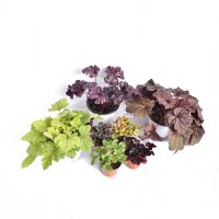 휴케라 Heuchera 소품/중품(색상랜덤) 야생화 노지월동 정원수 희귀식물 다년초 슈케라 꽃 서비내 서비야드