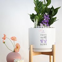 사무실개업화분 돈나무