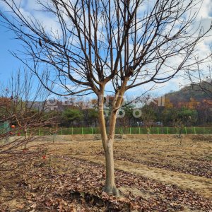 기념식수용 정원용 대형 감나무 R12 (두리감)