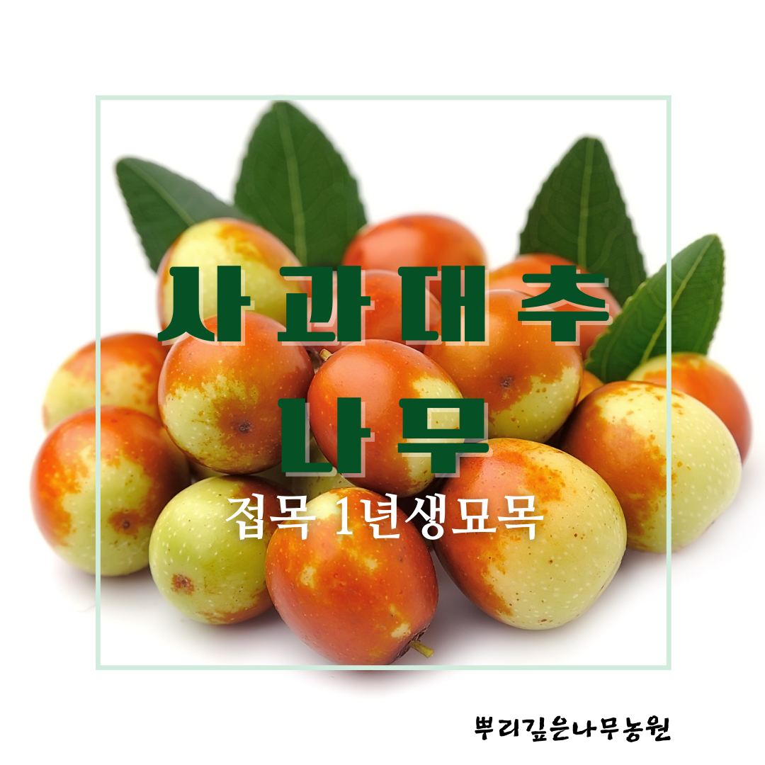 [뿌리깊은나무]사과대추나무 묘목(다왕자오) 직접생산 접목1년생 특묘 과실수