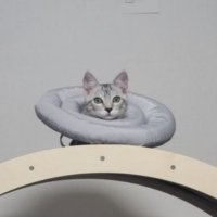 고양이 중성화 넥카라 대형견 대형묘 넥카라