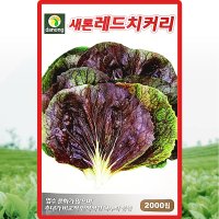 새론레드 치커리 씨앗 치커리 씨 종자 2000립