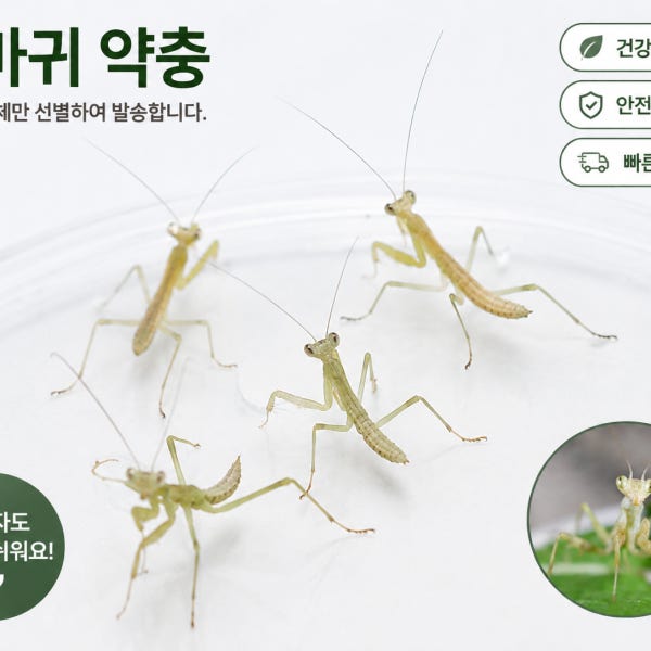 사마귀 약충 왕사마귀 참사마귀 넓적배사마귀 키우기