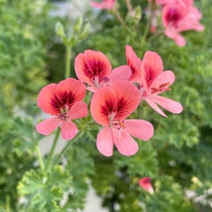 랜디제라늄 중품크기 오렌지랜디 봄꽃 캔디 리갈 제라늄모종