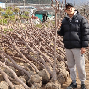 사과대추나무 묘목 7년생